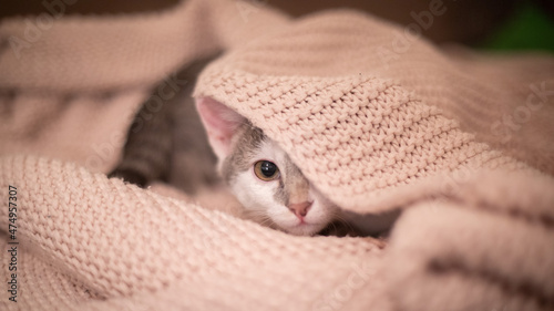 Katze