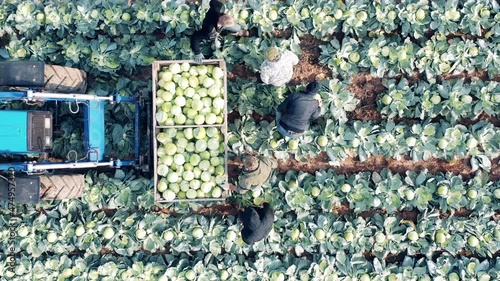 A group of farmers are collecting cabbage into containers photo