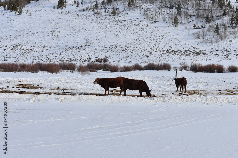 Cows in Snowy Winter Colorado