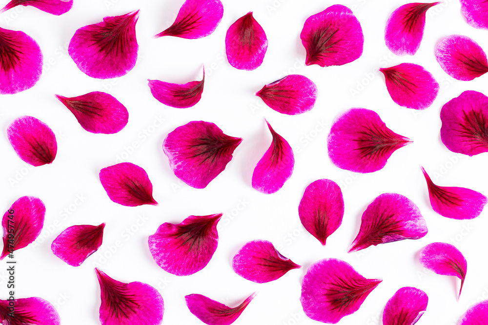 Pattern from bright pink petals on white, close-up, top view. Pattern from bright pink petals on white, close-up, top view.