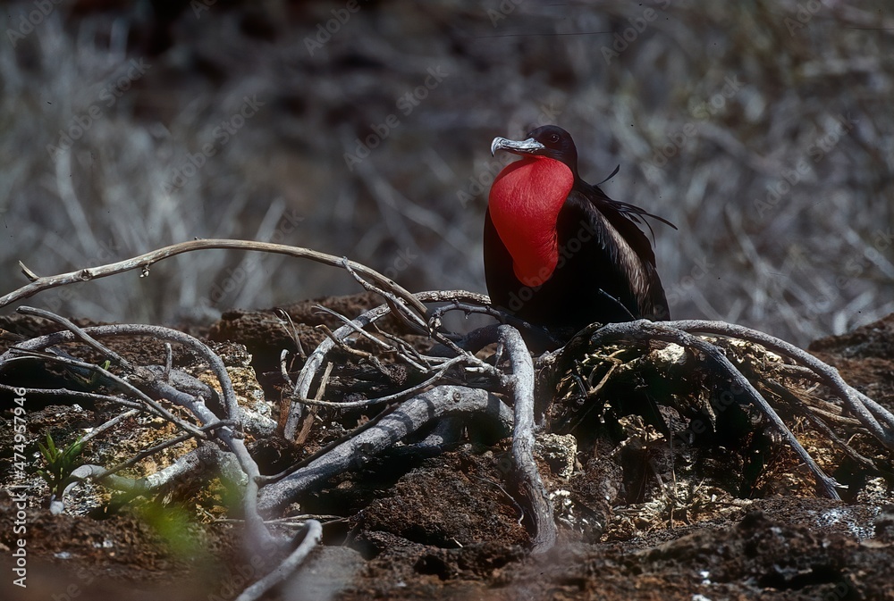 Naklejka premium Magnificent frigatebird