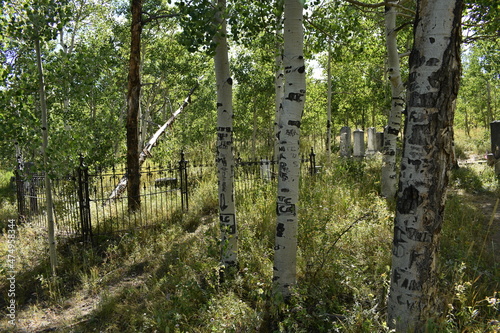 Carvings in Trees at Cemetery 