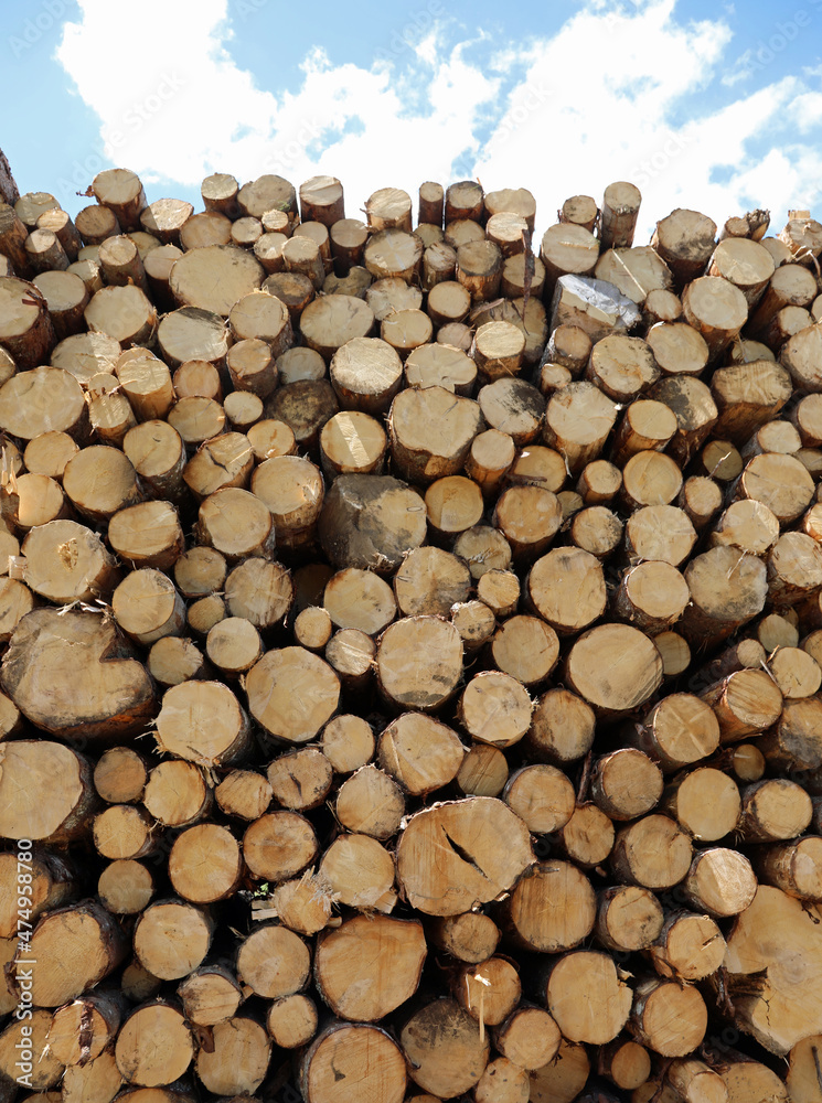logs cut and stacked in the industrial sawmill for the production of construction lumber