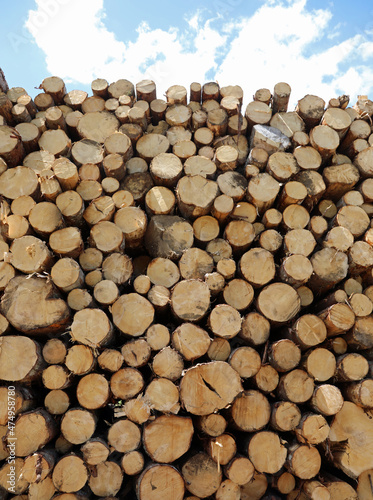 logs cut and stacked in the industrial sawmill for the production of construction lumber