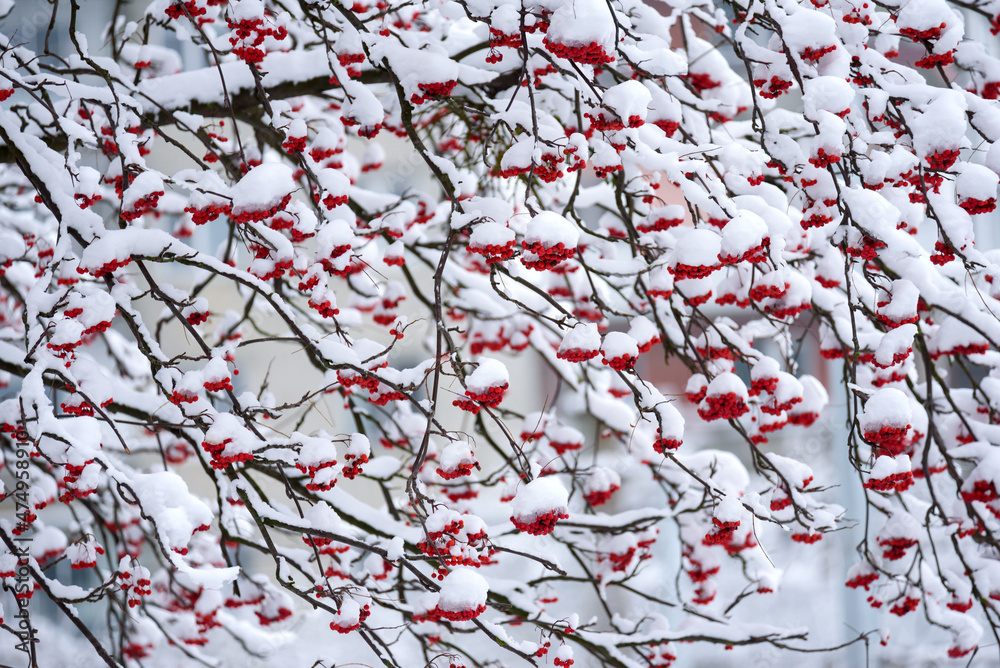 Bunches of red rowan berries under snow Bunches of red rowan berries under snow