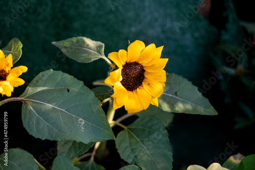 Young sunflower flower close up, soft focus close up photo