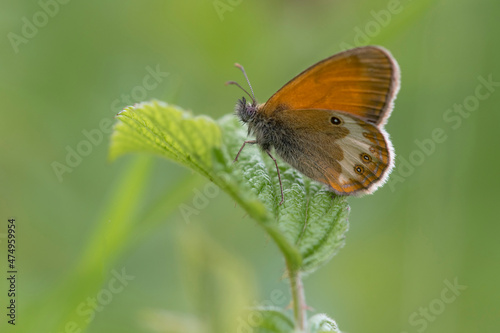 Pearly Heath (Coenonympha arcania) resting on leaf with closed wings