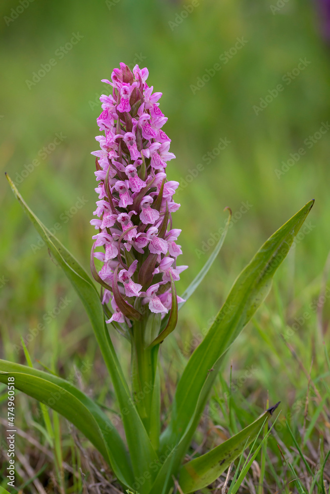 Naklejka premium Early Marsh Orchid (Dactylorhiza incarnata) flowering in a dune-valley