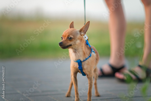 Fototapeta A small beautiful purebred Chihuahua hua stands on its hind legs for a walk on a leash