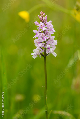 Heath Spotted Orchid (Dactylorhiza maculata) flowering in a meadow