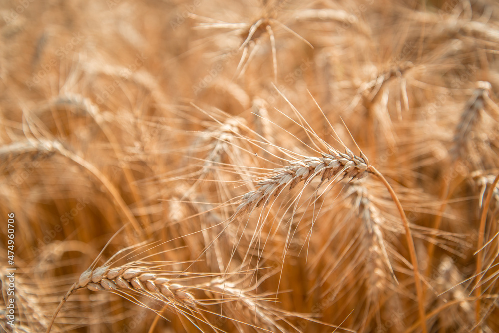 Fototapeta premium Blurred grain background. Summer orange grain on field. 