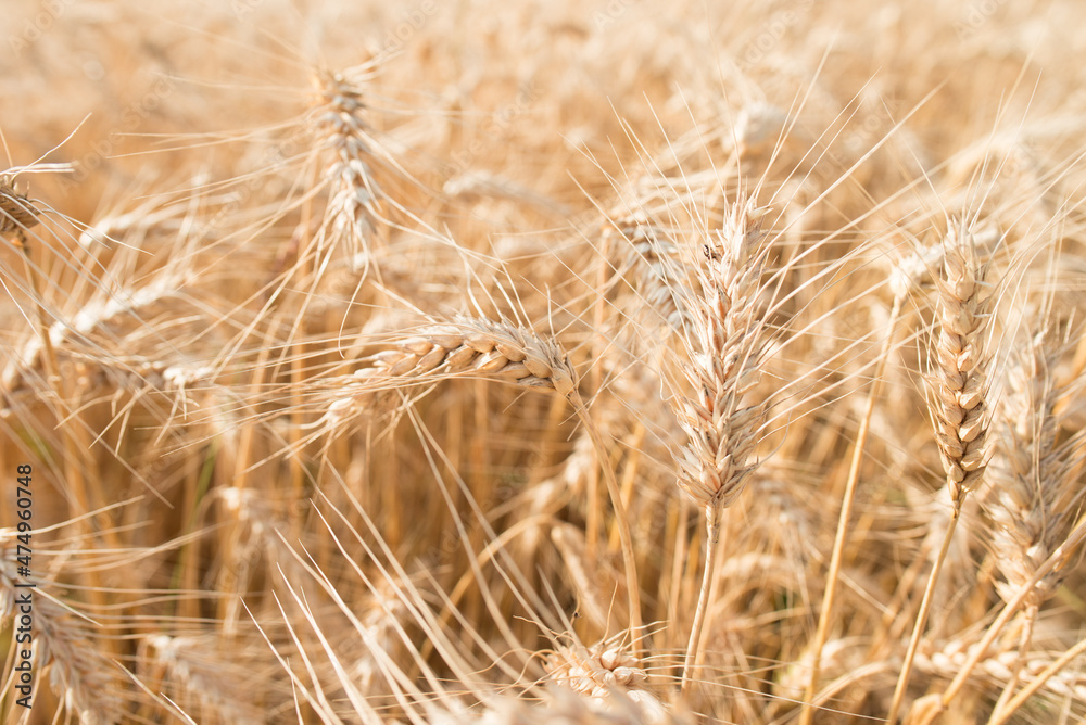 Fototapeta premium Blurred grain background. Summer orange grain on field