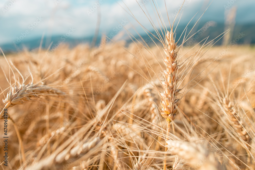Fototapeta premium Blurred grain background. Summer orange grain in field