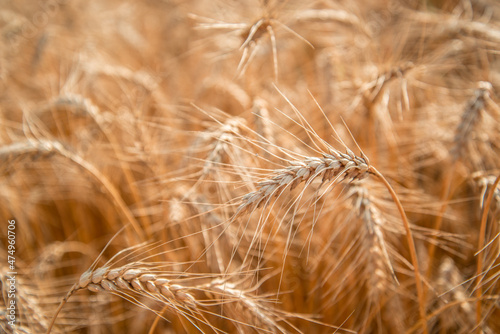 Blurred grain background. Summer orange grain on field. 