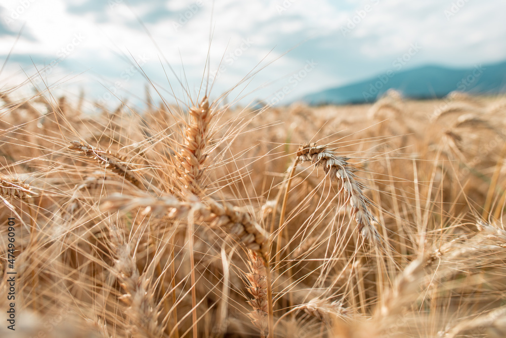 Fototapeta premium Blurred grain background. Summer orange grain on field. 