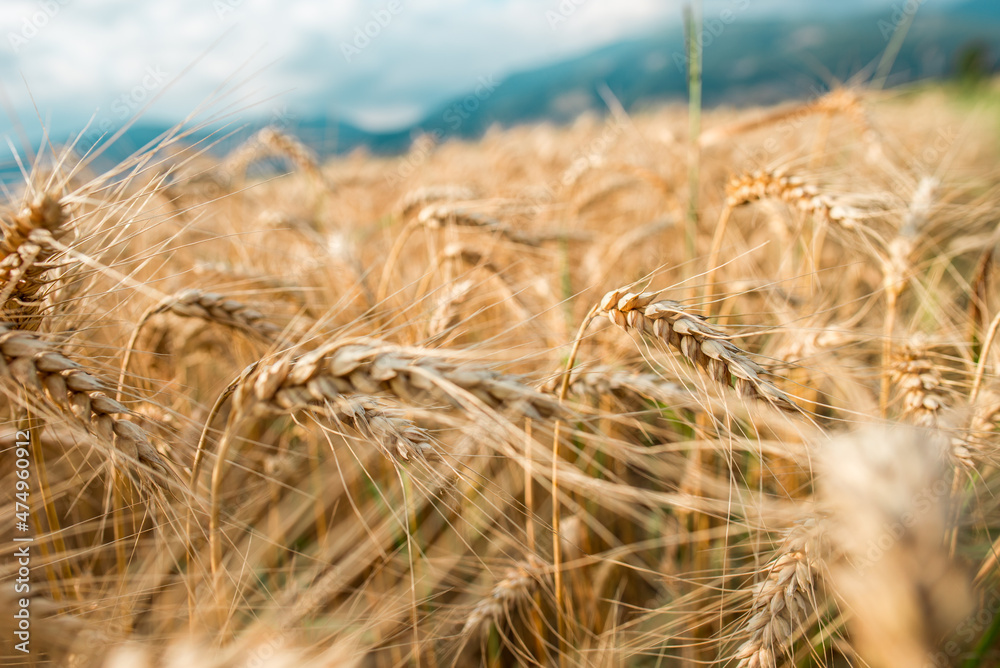 Fototapeta premium Blurred grain background. Summer orange grain in field