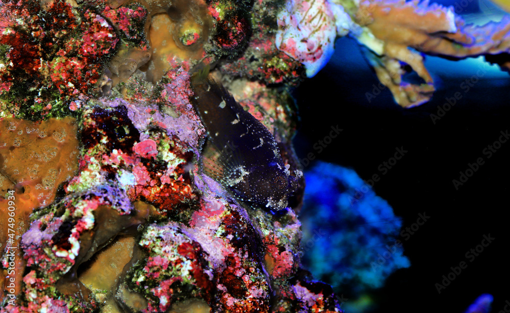 Starry Blenny or Snowflake Blenny fish - (Salarias ramosus) 