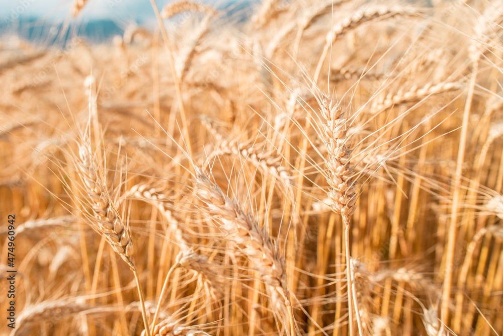 Fototapeta premium Blurred grain background. Summer orange grain in field. 