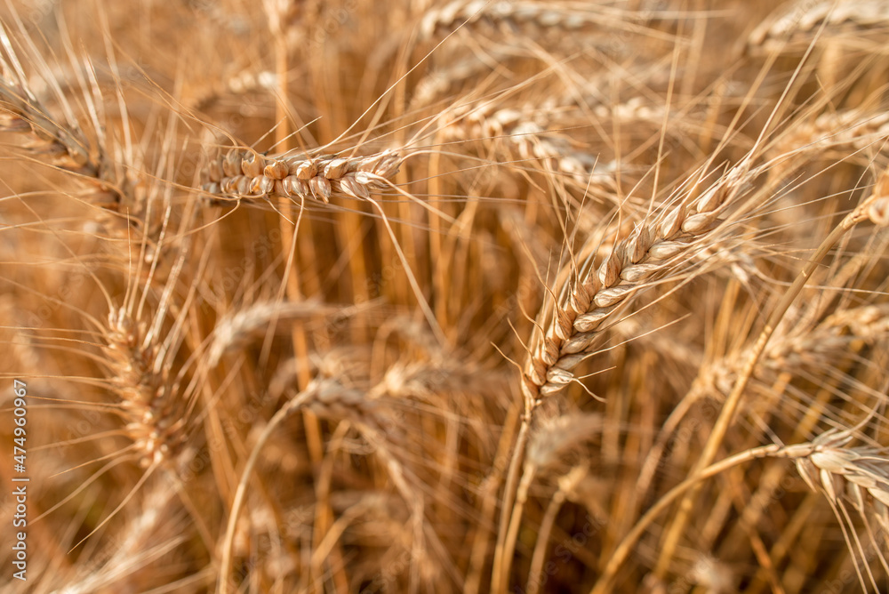 Blurred grain background. Summer orange grain in field. Blurred grain background. Summer orange grain in field.
