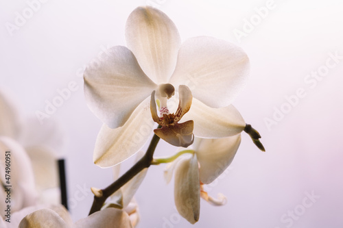 Fototapeta Naklejka Na Ścianę i Meble -  Orchid flowers on white background, top view. Bloom phalaenopsis orchid for poster, calendar, post, screensaver, wallpaper, postcard, card, banner, cover, header for website
