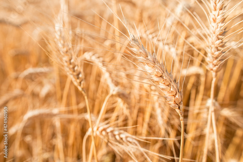 Blurred grain background. Summer orange grain in field. 