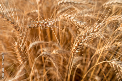Blurred grain background. Summer orange grain in field.