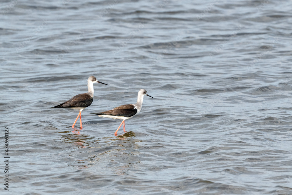 Pair of stilts in wild Pair of stilts in wild