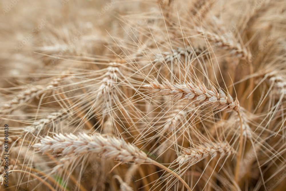Blurred grain background. Summer orange grain in field. Blurred grain background. Summer orange grain in field.