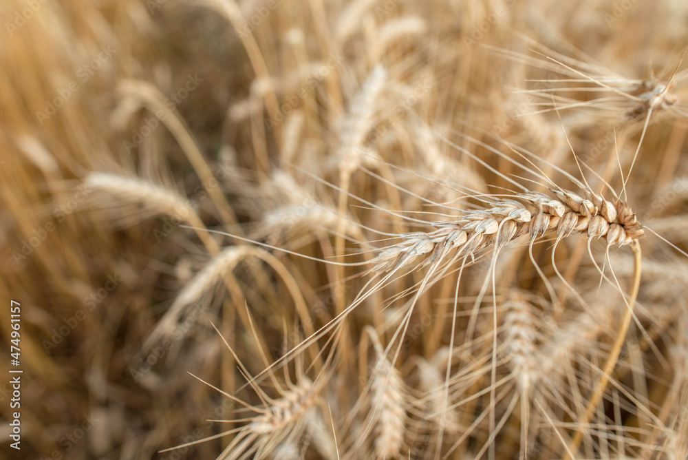 Blurred grain background. Summer orange grain in field Blurred grain background. Summer orange grain in field