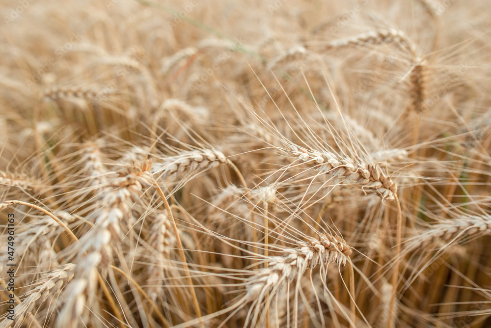 Blurred grain background. Summer orange grain in field. Blurred grain background. Summer orange grain in field.