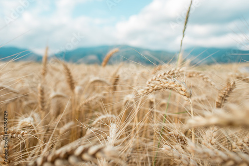 Blurred grain background. Summer orange grain in field.