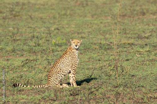 cheetah in serengeti © Kory