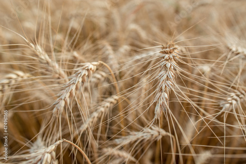 Blurred grain background. Summer orange grain on field