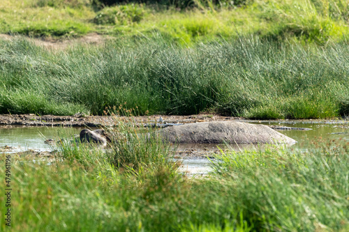 Hippo in grass and water © Kory