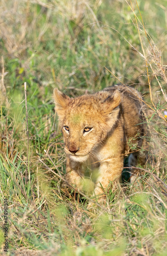 young lion cub