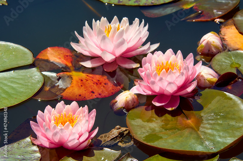 Three lotus flowers on a summer lake.