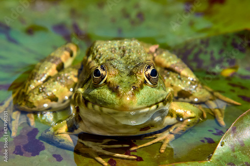 Close-up portrait of a frog on the lake.