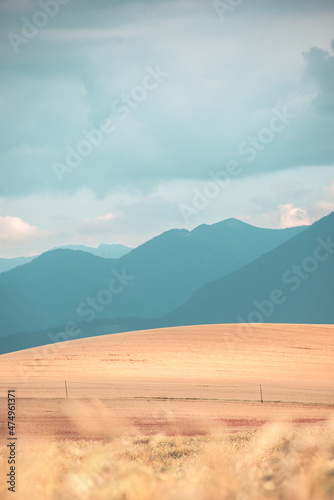 Summer grain field out of the city. Clean air for cultivation bio crops