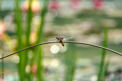 Large dragonfly on a branch near the pond.
