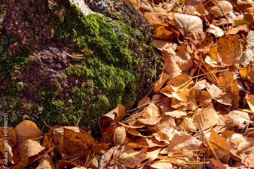 Moss and autumn leaves close up.