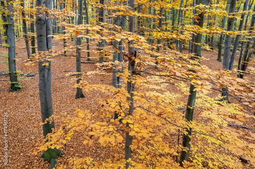 Top view of trees with grey trunks and yellow leaves