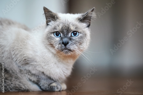 Older gray cat with blue eyes, laying on wooden floor, closeup shallow depth of field photo