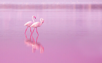 Fotobehang Cyprus Roze flamingos bij zonsondergang Cyprus  © Vera