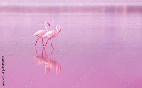 Birds Pink Flamingos Walk on the Lake at the Pink Sunset in Cyprus, Beautiful Romantic Concept with a Place for Text, Journey to the South, Love and the Pink Dream, Pink Lake photo