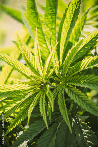 Legal Green Marijuana Cannabis Leaves Growing At Farm In Sunlight. Beautiful Cannabis Cultivation. Marijuana Cultivation Green Lush Leaves. Young Cannabis Plant