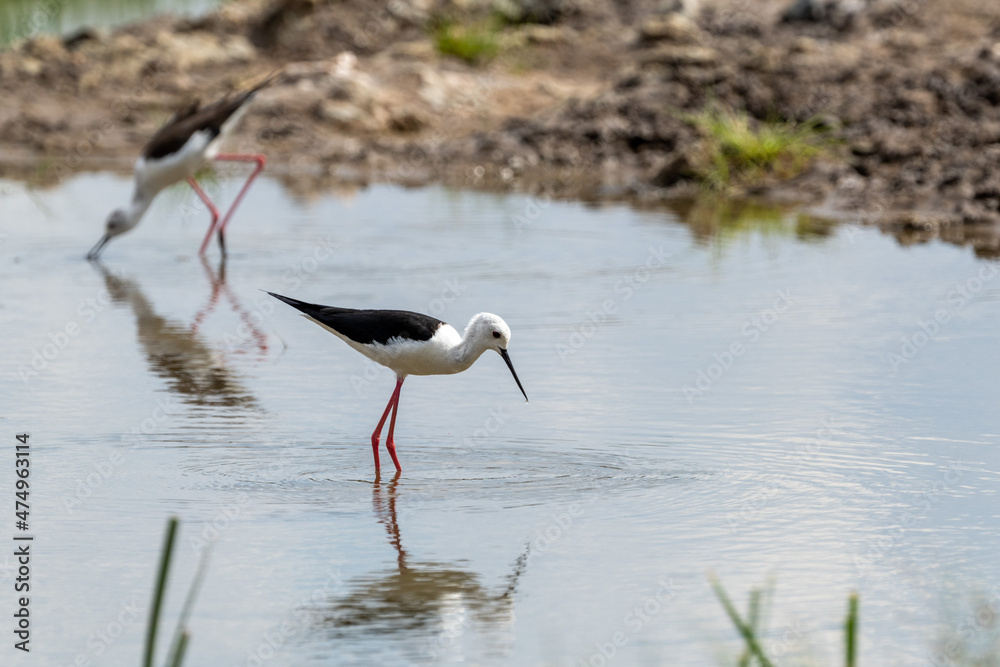 Fototapeta premium black winged stilt