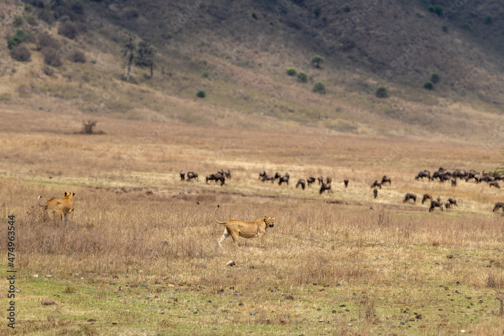 Lion walking with herd in background Lion walking with herd in background