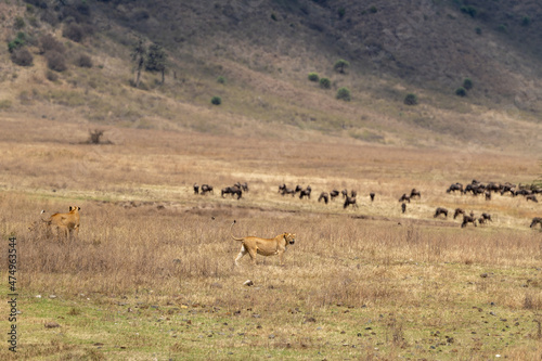 Lion walking with herd in background