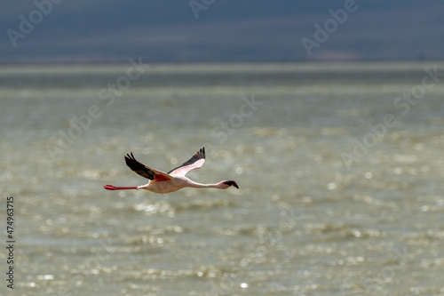 Flamingo in flight