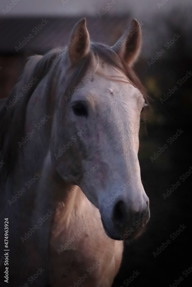 Obraz premium Beatiful horse in evening